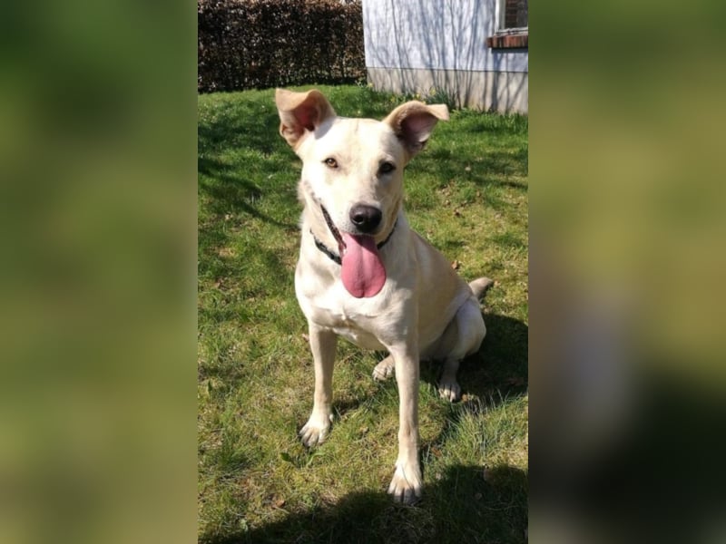 liebe sanfte Hündin, liebt Kinder und Familie