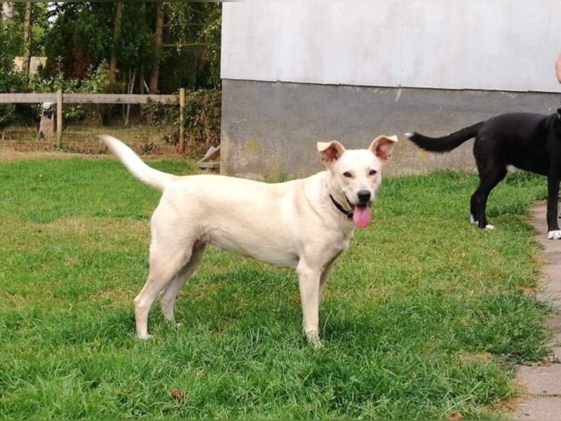 liebe sanfte Hündin, liebt Kinder und Familie