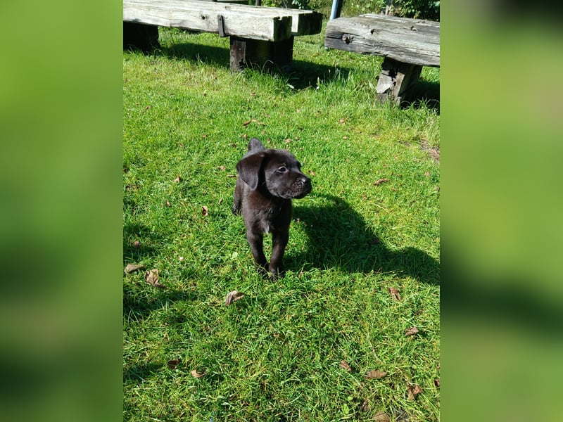 Unser Brutus muss leider wieder ausziehen