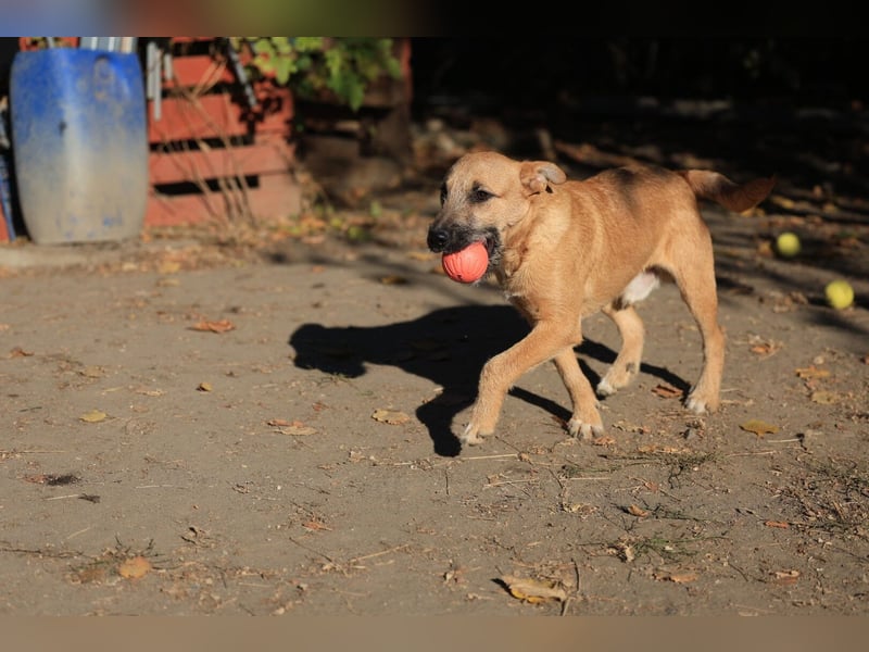 Calimero sucht ein gutes Zuhause