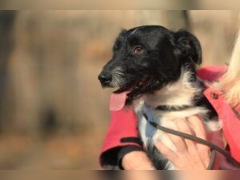 Rüde Hummel( der Name ist Programm) seine Menschen