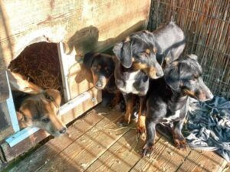 Update Benni: Auf einer PS in 32479 Hille