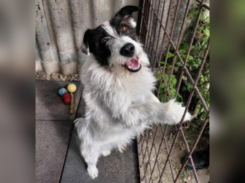 Lebenslustiger Rüde sucht seine Menschen