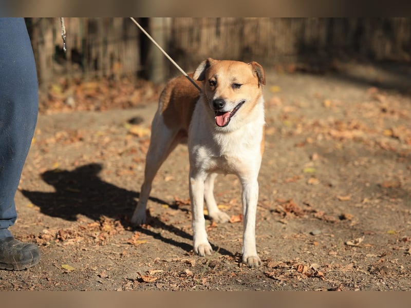 Toffee: Fröhlich und aufgeschlossen