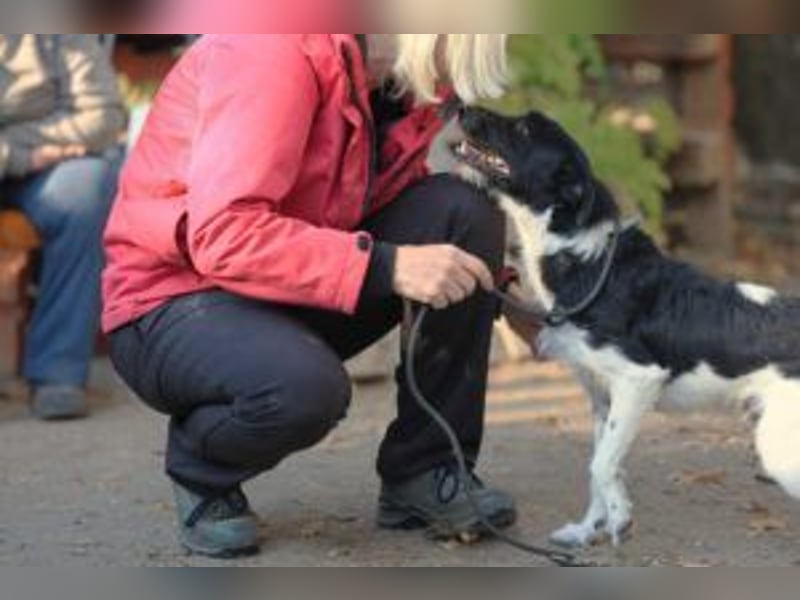 Rüde Hummel( der Name ist Programm) seine Menschen