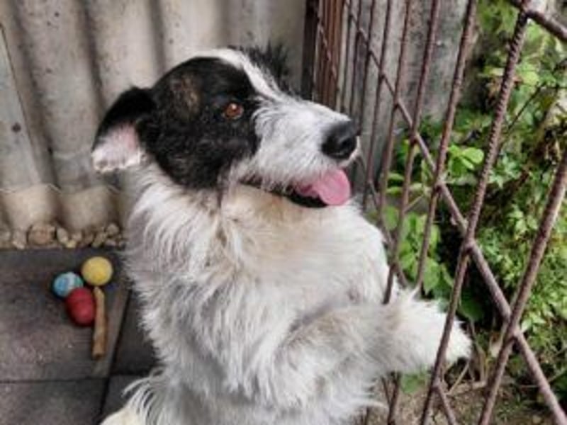 Lebenslustiger Rüde sucht seine Menschen