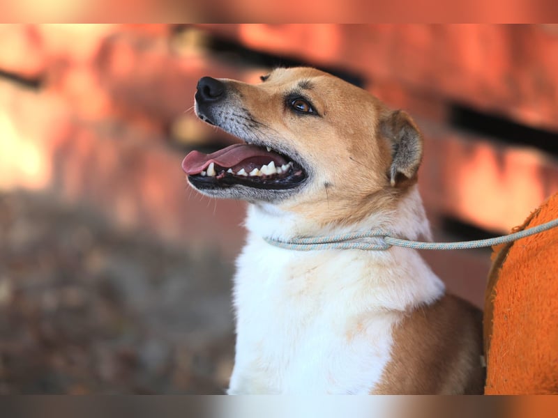 Toffee: Fröhlich und aufgeschlossen