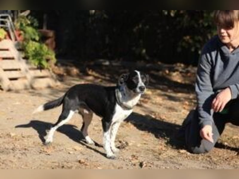 Beni, Charmanter Jungspund sucht Familie