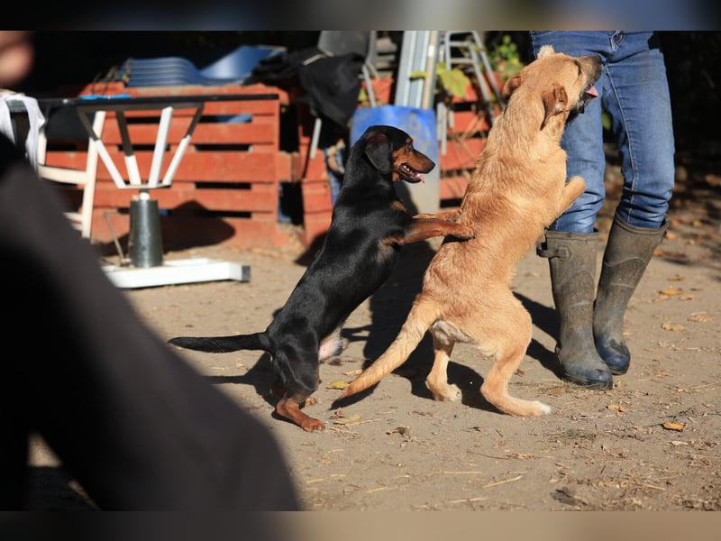 Calimero sucht ein gutes Zuhause