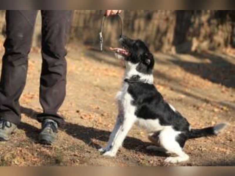 Rüde Hummel( der Name ist Programm) seine Menschen