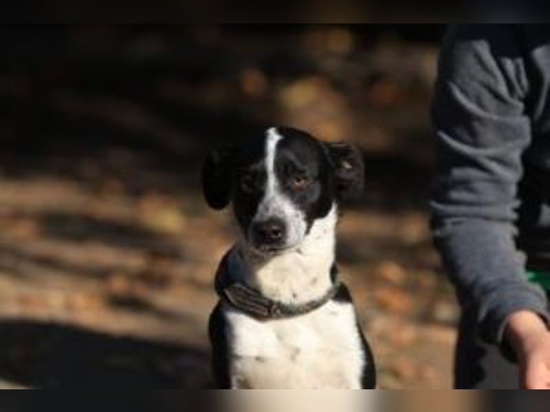 Beni, Charmanter Jungspund sucht Familie