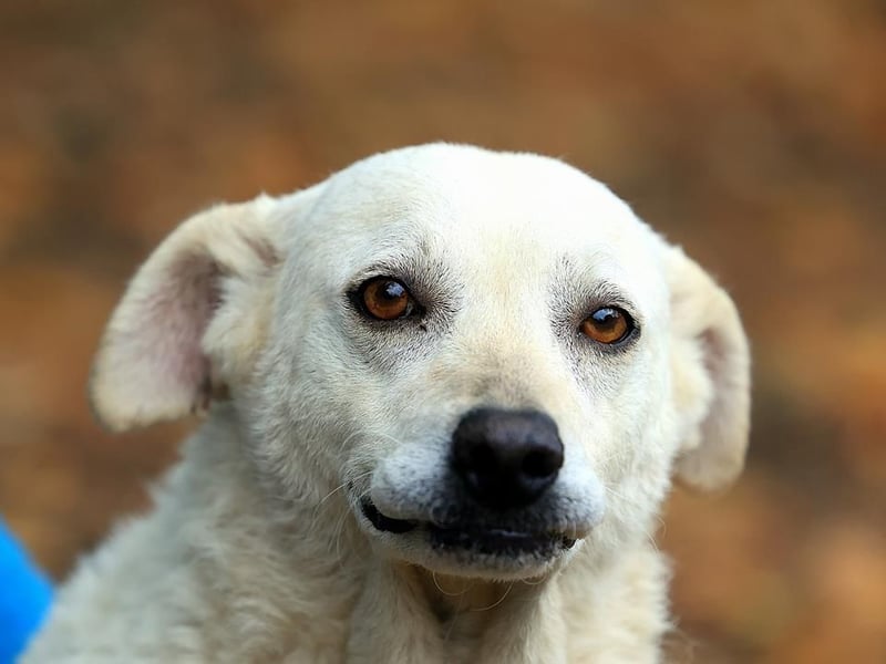 Ängstliche Bibi braucht ruhe und Verständnis