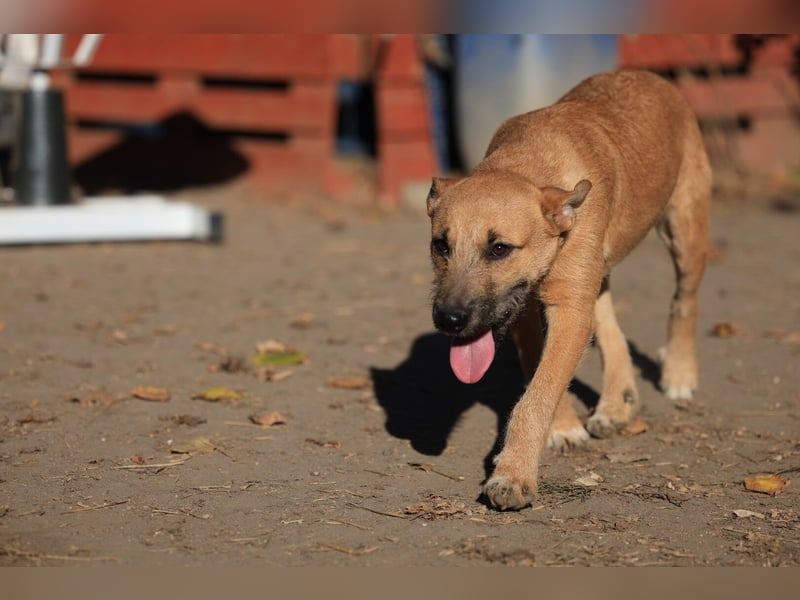 Calimero sucht ein gutes Zuhause