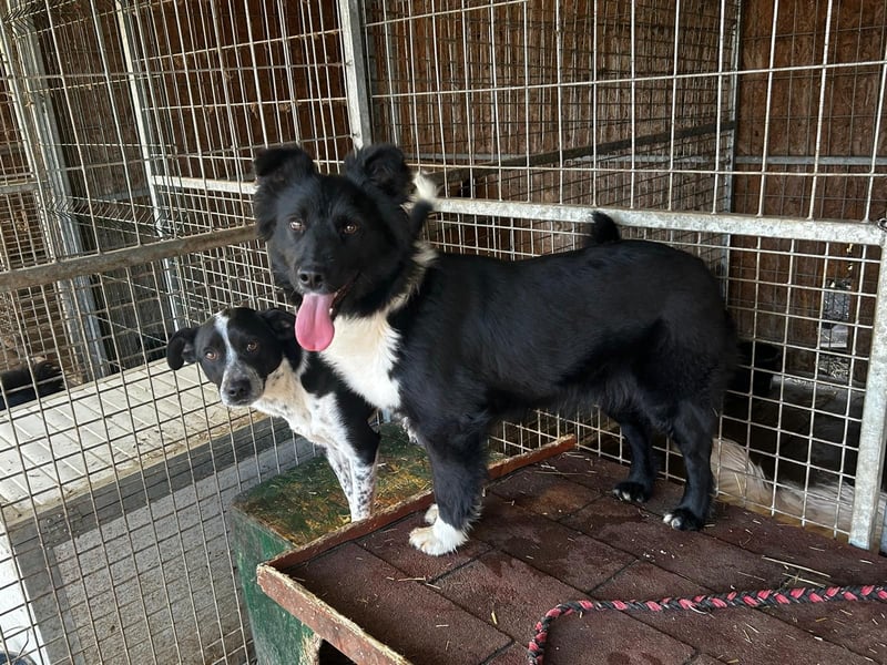 Daisy sucht eine Familie mit potenzial