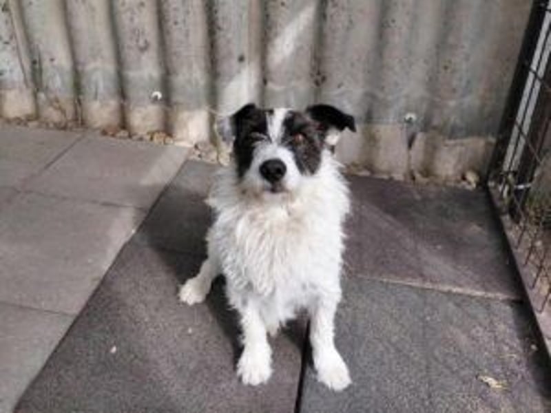 Lebenslustiger Rüde sucht seine Menschen