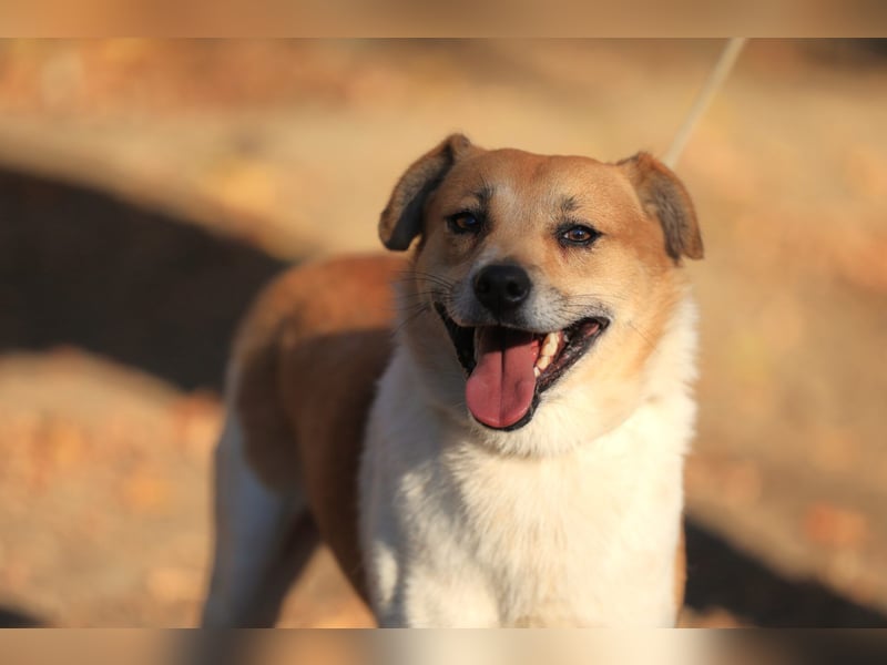 Toffee: Fröhlich und aufgeschlossen