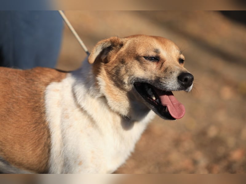 Toffee: Fröhlich und aufgeschlossen