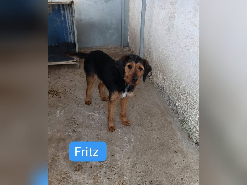 Fritz - Griffon-Mix