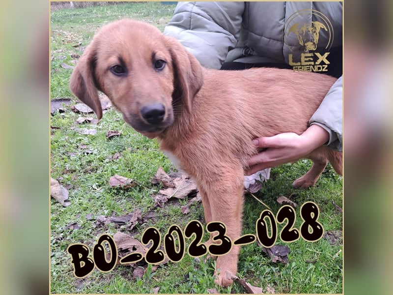 BO-2023-028 hofft auf Rettung