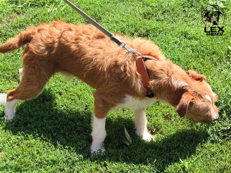 Kosta - liebt Menschen