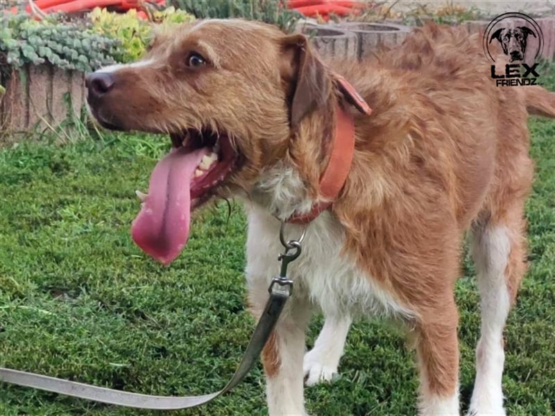 Kosta - liebt Menschen