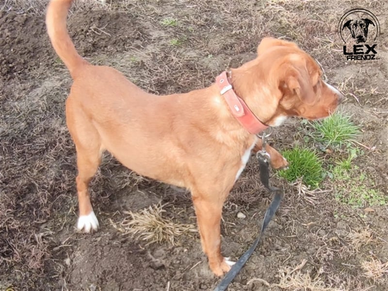 Riki - temperamentvoller Jagdhund Mix