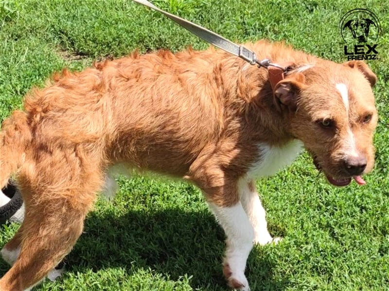 Kosta - liebt Menschen