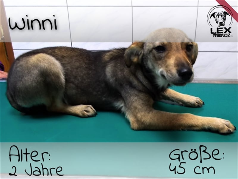 Winni - sucht liebe Familie