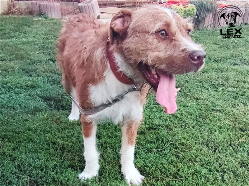 Kosta - liebt Menschen