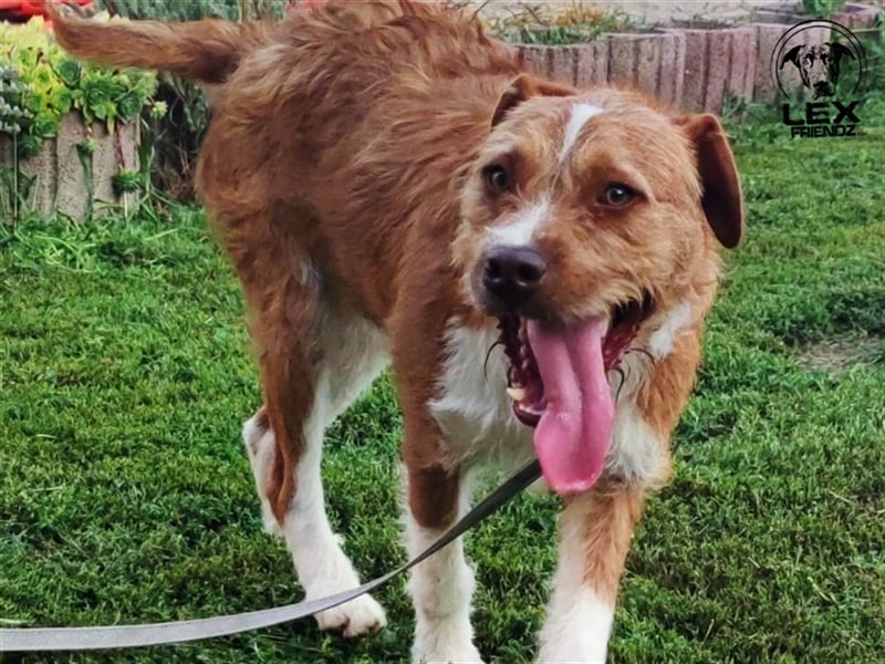 Kosta - liebt Menschen