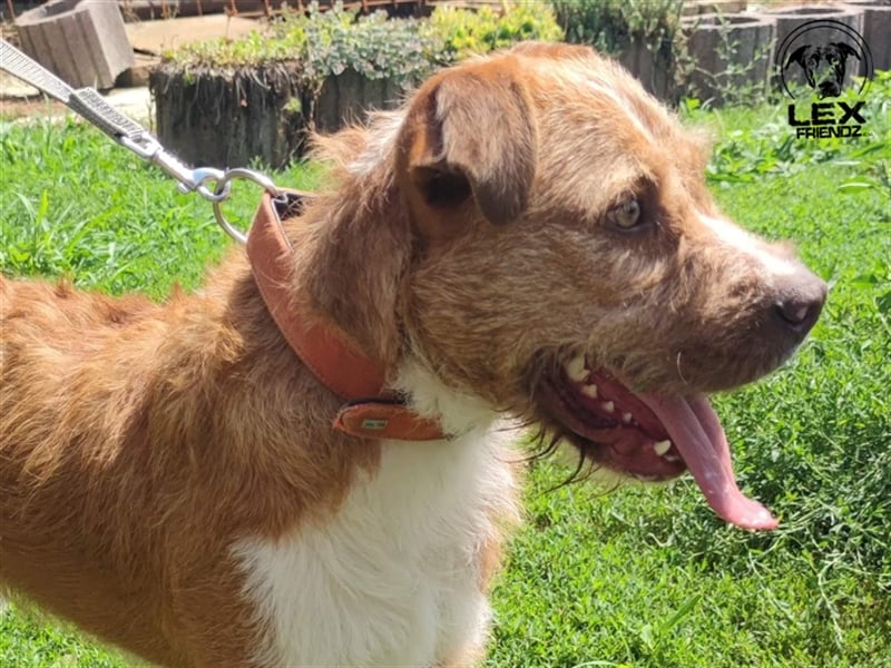 Kosta - liebt Menschen