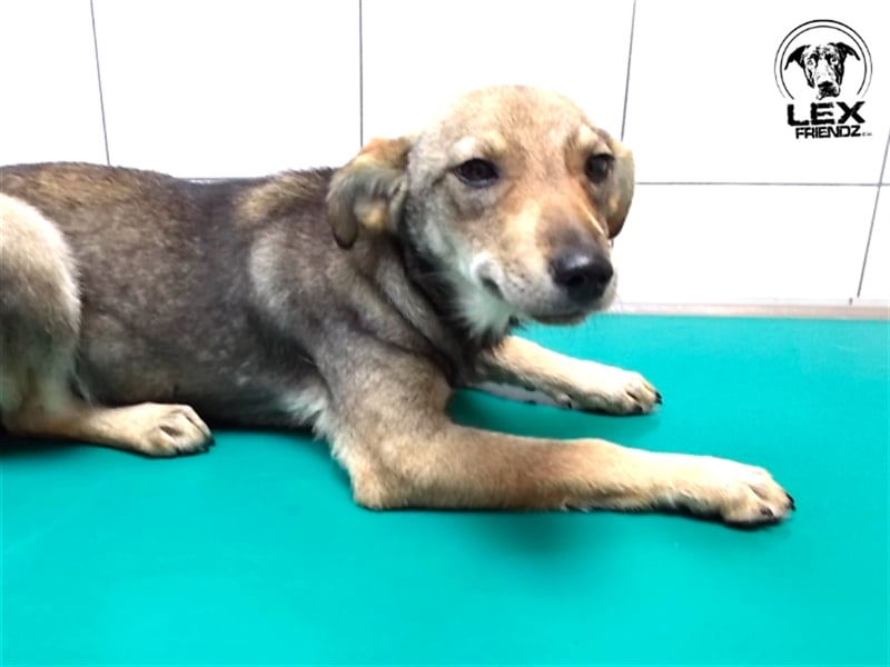 Winni - sucht liebe Familie