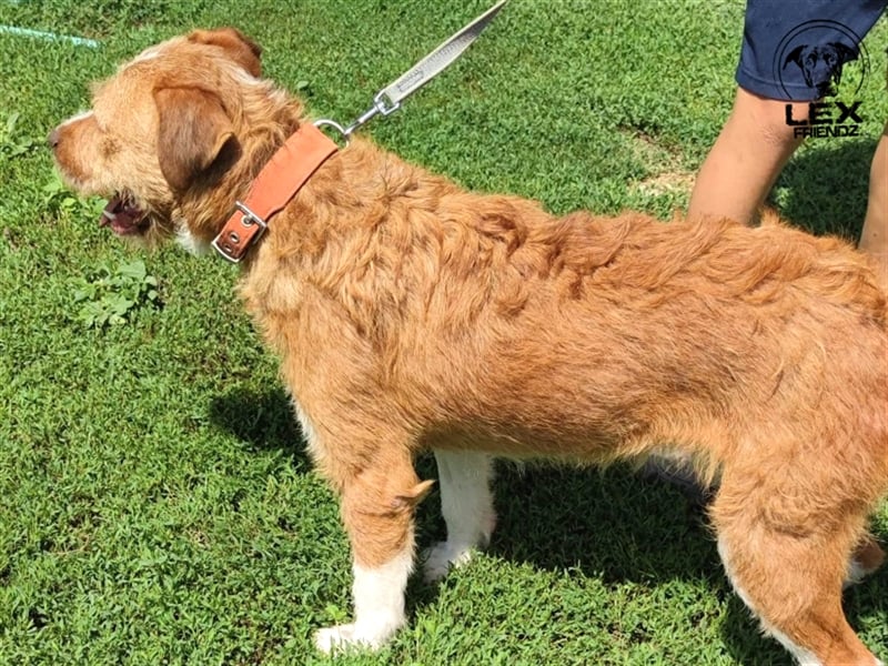 Kosta - liebt Menschen