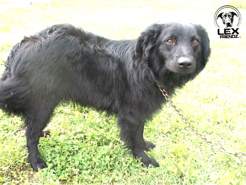 Fredo - gute Kerl sucht zu Hause