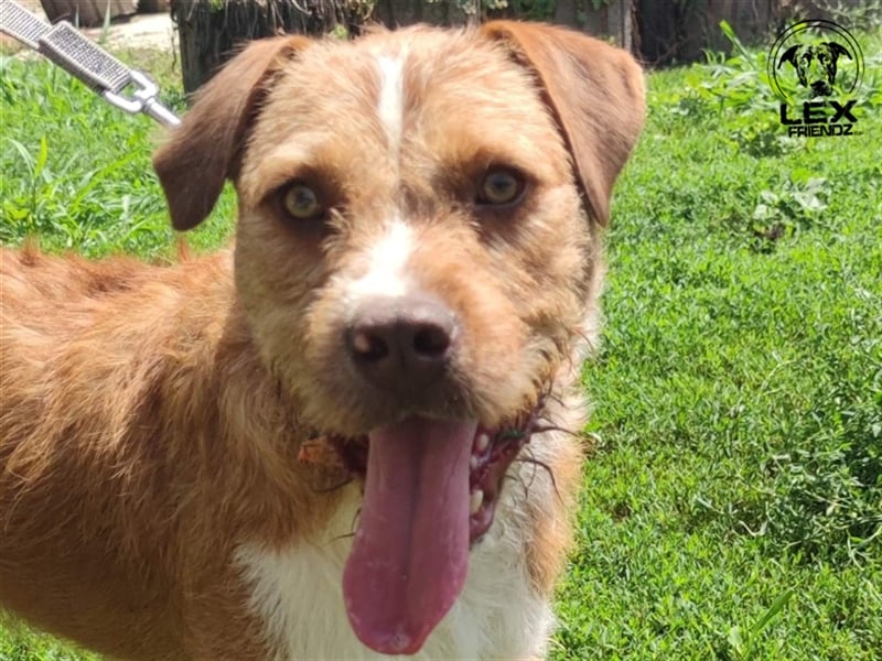 Kosta - liebt Menschen