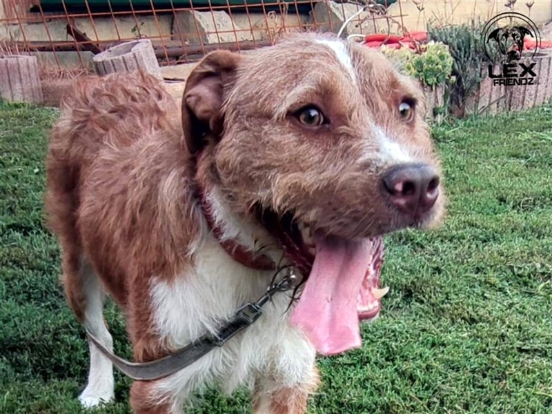 Kosta - liebt Menschen