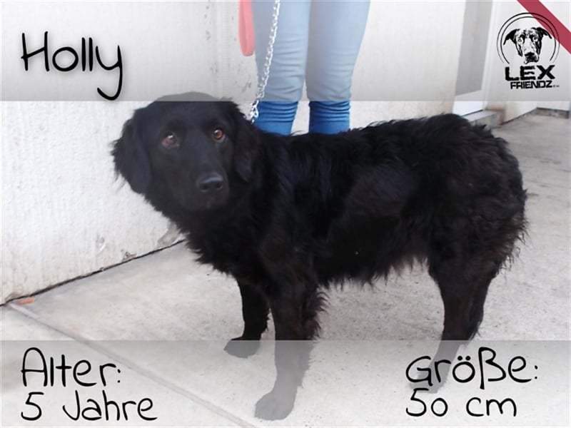 Holly - guter, ruhiger Hund
