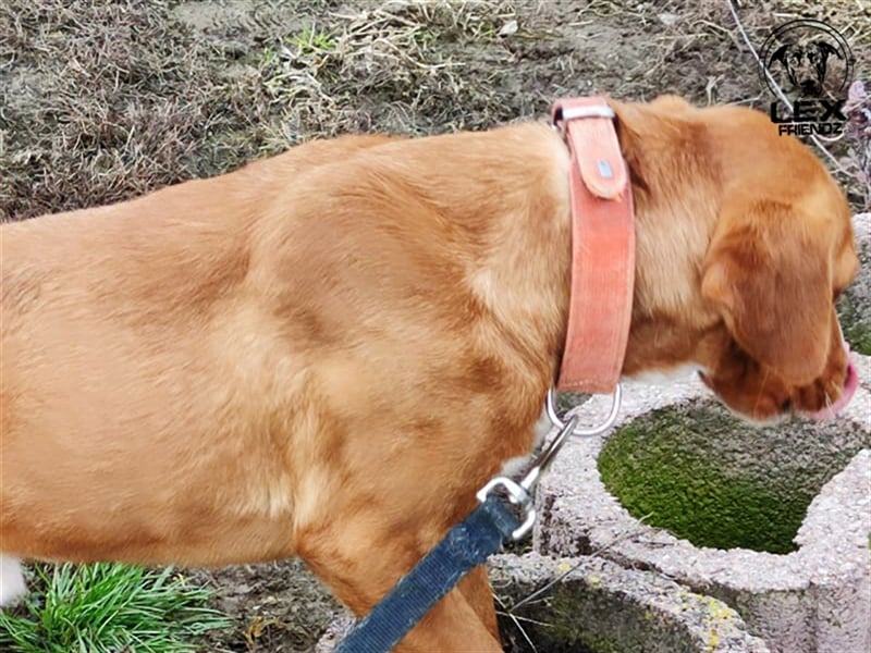 Riki - temperamentvoller Jagdhund Mix