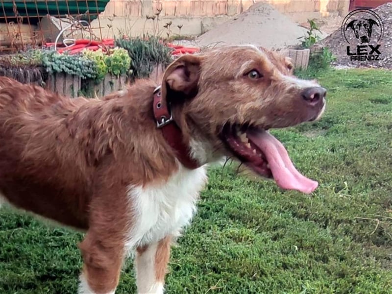 Kosta - liebt Menschen