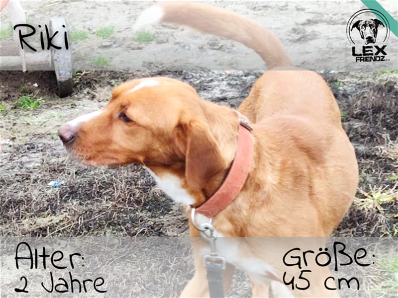 Riki - temperamentvoller Jagdhund Mix