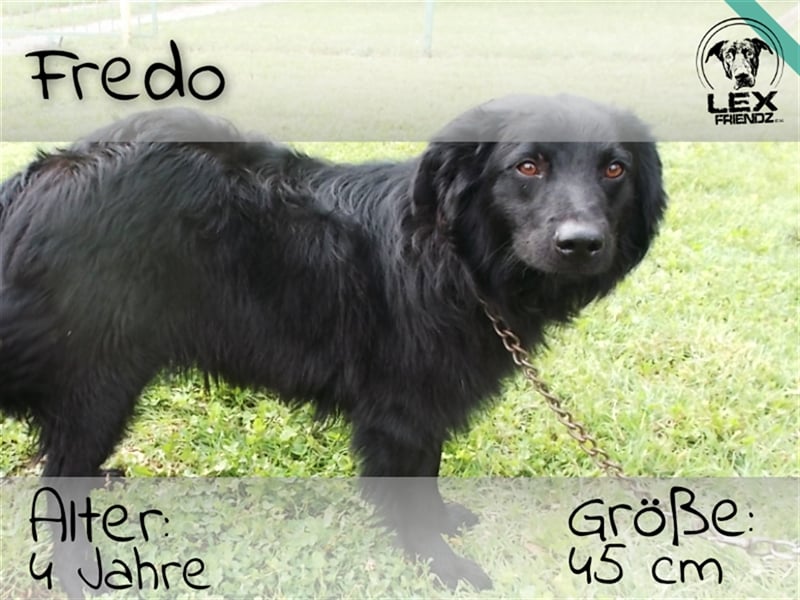 Fredo - gute Kerl sucht zu Hause