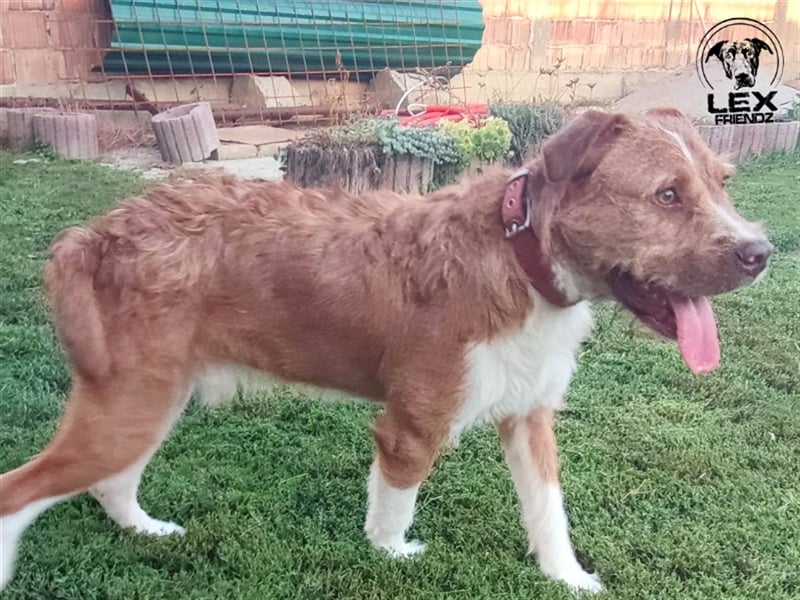 Kosta - liebt Menschen