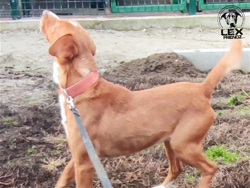 Riki - temperamentvoller Jagdhund Mix