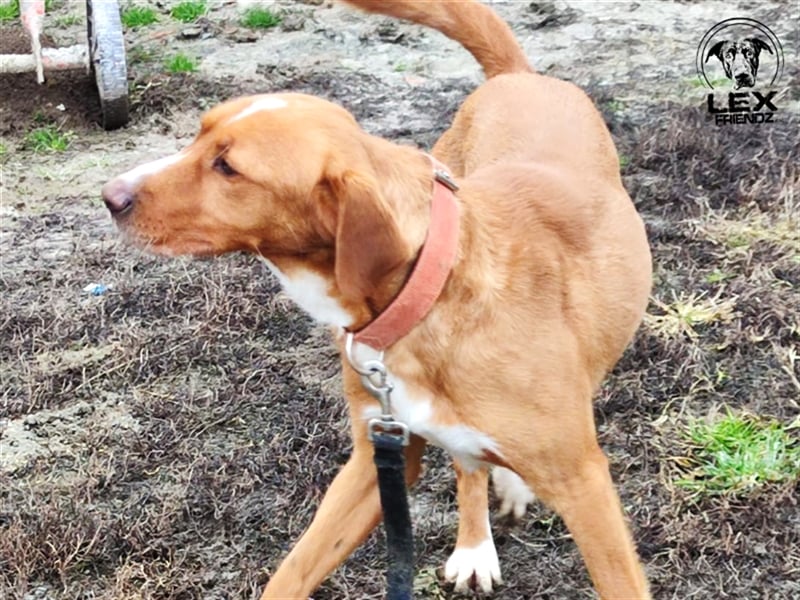 Riki - temperamentvoller Jagdhund Mix