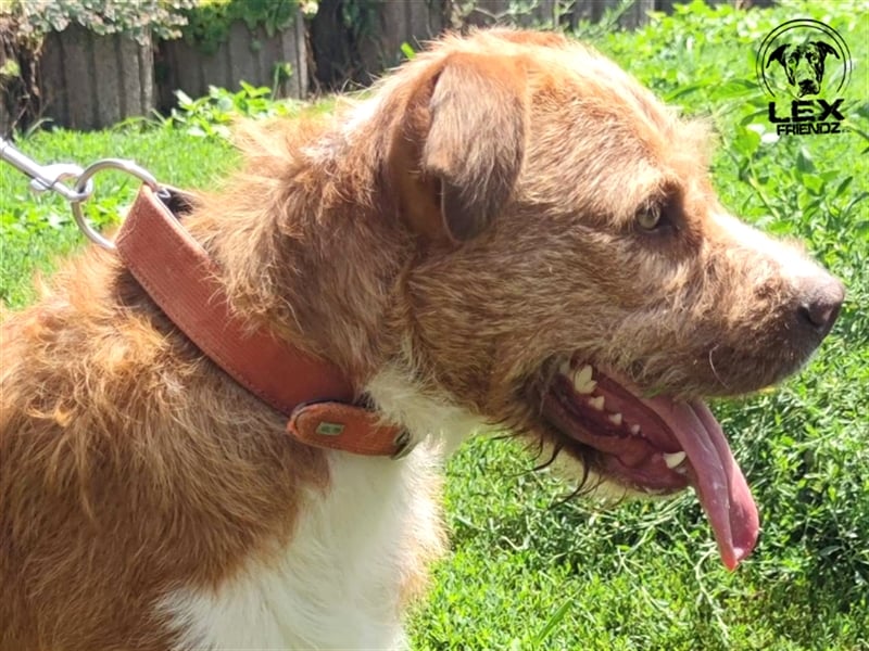 Kosta - liebt Menschen