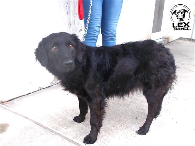 Holly - guter, ruhiger Hund