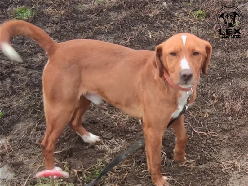 Riki - temperamentvoller Jagdhund Mix