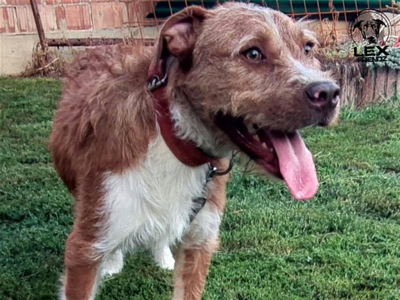 Kosta - liebt Menschen