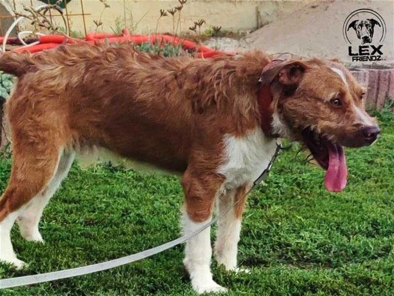 Kosta - liebt Menschen