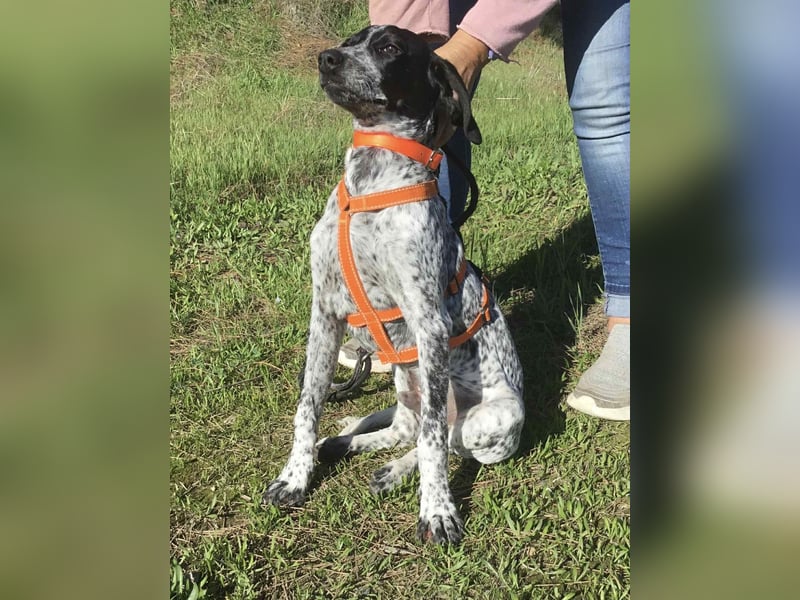 Toby wünscht sich ein eigenes Körbchen